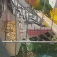 کوتوله معاوضه با جفت عروس هلندی نر و ماده|پرنده|اندیمشک, |دیوار