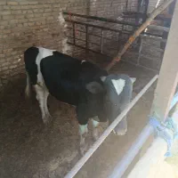 گوساله نر گاو