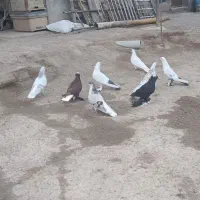 کبوتر رنگی