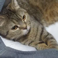 گربه فروشی|گربه|مشهد, اقبال|دیوار