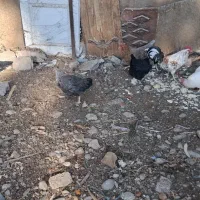 مروغ و خروس|حیوانات مزرعه|قرچک, مهدیه|دیوار