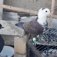 سر سفید نر|پرنده|تاکستان, |دیوار