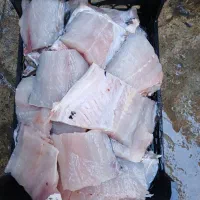 ماهی غزل آزاد