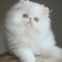 گربه پرشین چشم آبی