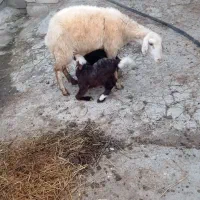 گوسفند دوقلوزا بره وره مار