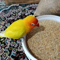 پرنده گمشده کنگان