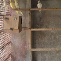 یک جفت عروس  البینو