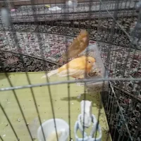 سه عدد قناری ماده آماده|پرنده|شیراز, قلعه نو|دیوار