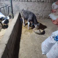 فروش دوعددگاو شیری هلشتاین و یک  گوساله نرسیمینتال|حیوانات مزرعه|ویسیان, |دیوار