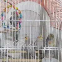 عروس هلندی|پرنده|شیراز, فضل‌آباد|دیوار