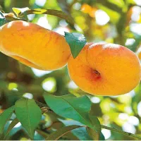 فروش عمده نهال هلو انجیری عسلی