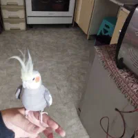 عروس هلندی نر