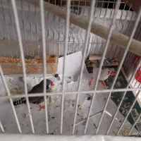 یک جفت فنچ مولد