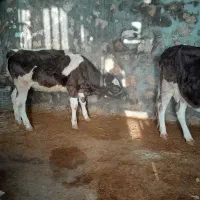 گاو و گوساله  جوان