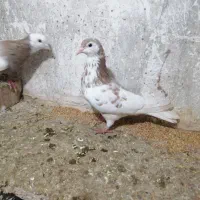 کبوتر|پرنده|نیشابور, مازول|دیوار