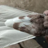 گلی دم‌سفید ملقی