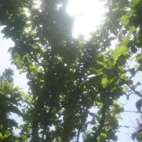 باغ گل محمدی و درختان میوه|فروش دفتر صنعتی، کشاورزی، تجاری|برزک, |دیوار