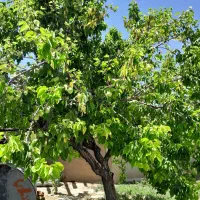 زمین مسکونی