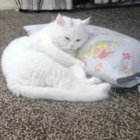 واگذاری رایگان گربه پرشین سفید نر