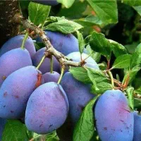 پیشفروش نهال لیبل دار  آلو خاکی