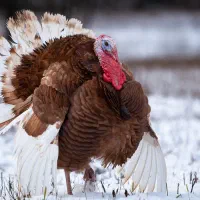 بوقلمون بوربون