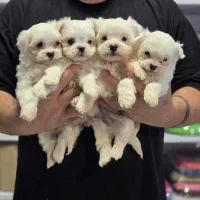 توله مالتیز تیکاپ(فنجونی) نر و ماده