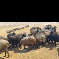 فروش ۵۰ راس میش بره دار
