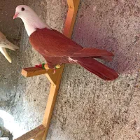 کبوترعطیقه