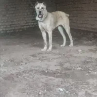 ماده آلابای اصیل