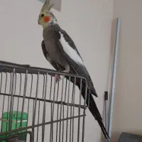 سه عدد عروس هلندی نر بالغ|پرنده|لنگرود, |دیوار