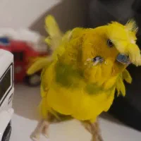 مرغ عشق پروانه ای