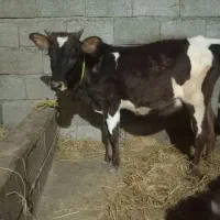 لیشه اث چالوسی