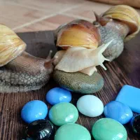 سلام فروش حلزون از۱ماه تامولد