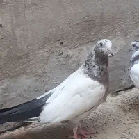 کبوتر تهرانی|پرنده|دورود, |دیوار