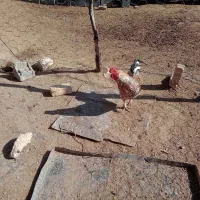 خروس چهل تاج قلدر