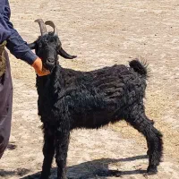 گوسفندفروشی
