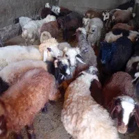 بره نر
