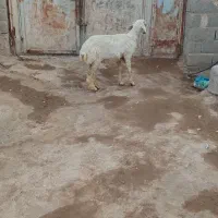 بره ماده چاق