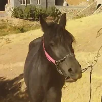 مادیان کرد شجره دار