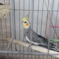 عروس هلندی نر سخنگوی بالغ