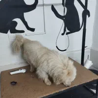 سگ تزئینی|سگ|کاشمر, |دیوار