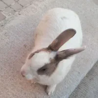 خرگوش