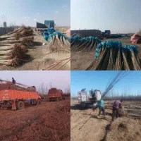 نهال بادام و گردو دیر گل|خدمات باغبانی و درختکاری|شهرکرد, |دیوار