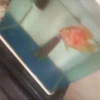 ماهی پرت|ماهی|بندرعباس, |دیوار