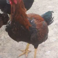خروس لاری
