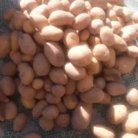 دو تن سیب زمینی