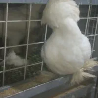 مرغ و خروس سلطان و لهستانی|حیوانات مزرعه|رشت, جانبازان|دیوار