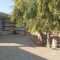 فروش دو عدد بید