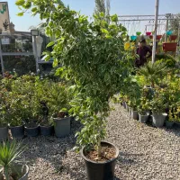 درخچه بنجامین ۲ متری ۳ تومان