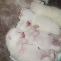 واگذاری گربه برتیش